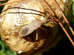 Plinachtus imitator
