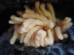 Arcyria obvelata