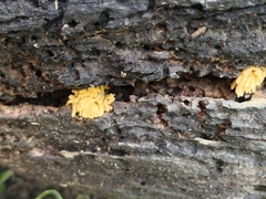 Arcyria obvelata