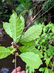Doliocarpus major