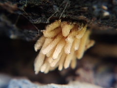 Arcyria obvelata