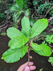 Doliocarpus major
