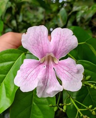 Bignonia aequinoctialis