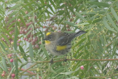Setophaga coronata