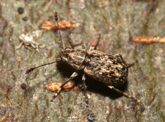 Cacephatus