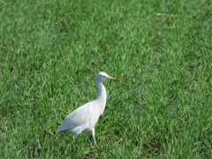 Bubulcus ibis