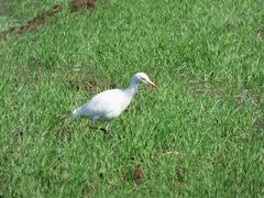 Bubulcus ibis