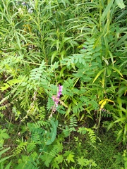 Vicia woroschilovii