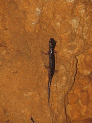Speleomantes supramontis