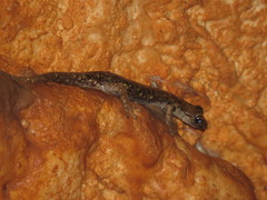 Speleomantes supramontis