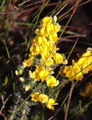 Aspalathus laricifolia
