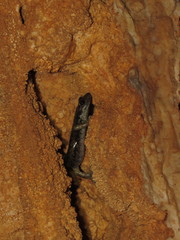 Speleomantes supramontis