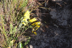 Aspalathus laricifolia