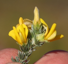 Aspalathus laricifolia