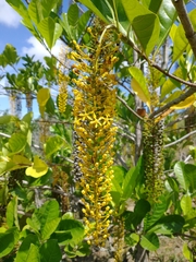 Lophanthera lactescens