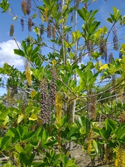 Lophanthera lactescens
