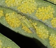 Eupteryx filicum