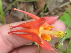 Aquilegia desertorum