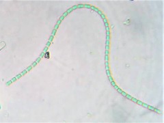 Pseudanabaena galeata
