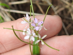 Thelypodium wrightii