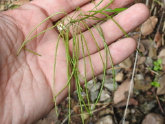 Thelypodium wrightii
