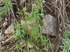 Thelypodium wrightii