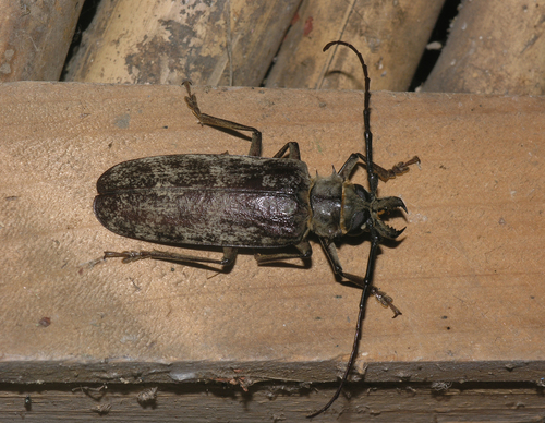 Giant Longhorn