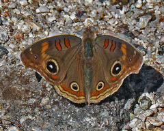 Junonia grisea