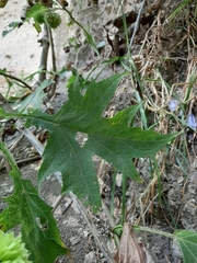 Montanoa grandiflora