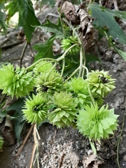 Montanoa grandiflora