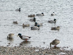 Anas platyrhynchos