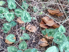 Suillus collinitus