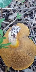 Suillus collinitus