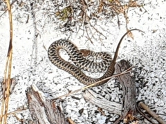 Amplorhinus multimaculatus