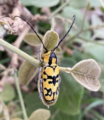 Tragocephala variegata