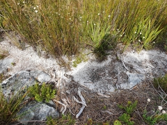 Amplorhinus multimaculatus