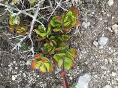 Cotyledon adscendens