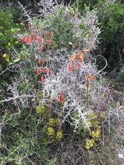 Cotyledon adscendens