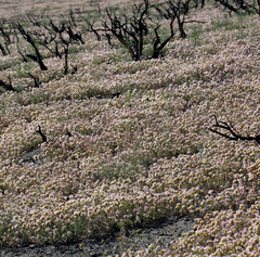 Phacelia bicolor