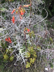Cotyledon adscendens