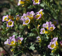 Phacelia bicolor