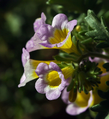 Phacelia bicolor