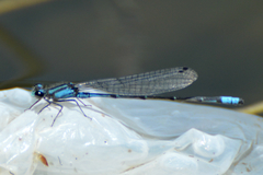 Acanthagrion lancea