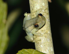 Crubixa Snouted Treefrog photo 2