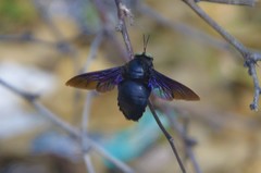 Xylocopa perforator