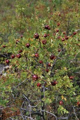 Rosa platyacantha