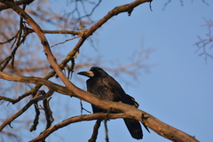 Corvus frugilegus
