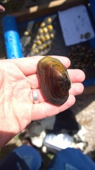 Strophitus undulatus