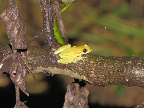 Coastal Lowland Snouted Treefrog, Scinax cuspidatus