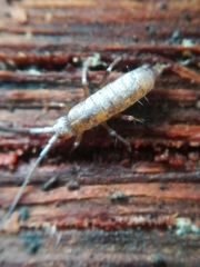 Pogonognathellus flavescens